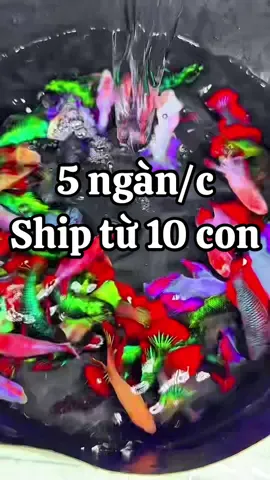 Cá Betta vừa đẹp , dễ nuôi , lai tạo nhiều màu , nuôi tự nhiên #xuhuong #betta #bettafish #cacanh #fish 