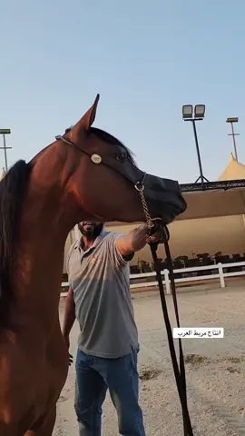 #الشعب_الصيني_ماله_حل😂😂 #خيل_وخياله🐎 #خيل_عربي_اصيل🐎🐎 #خيل_عربي_اصيل🐎🐎 #مربط_العنكوشي 