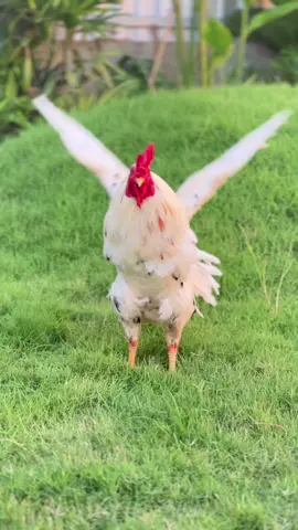 Ngấm buỗi Chìu...#HuỳnhCầnThơ #AnhHuỳnh #tháimỹ #gànoi #gà_chọi_việt_nam 