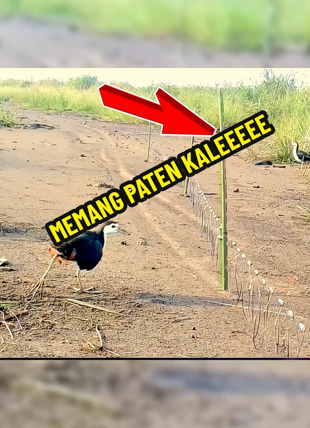 Paten kali Bray 😎🤪 #racikruakruak #pikatburung #perangkapburung #jebakanburung #ruakruak 