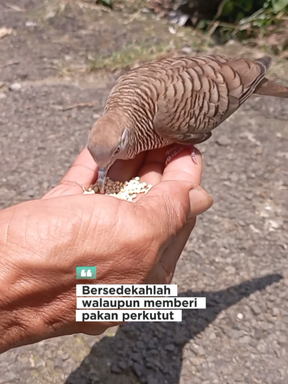 Perkutut Lokal Jinak #perkutut #beranda #fyppppppppppppppppppppppp #perkututlokal #perkututbanyumas 