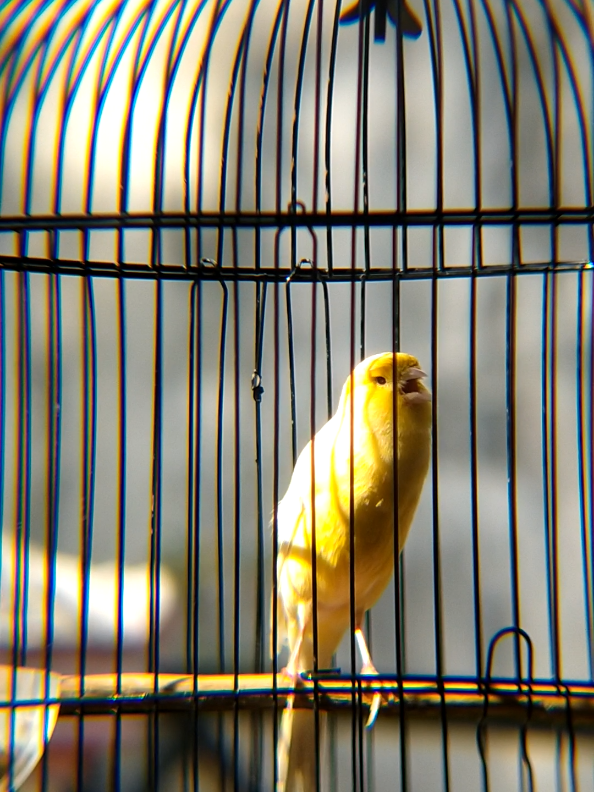 pagi yang cerah, ngopi sambil dengerin kicauan kenari💛🤩#kicaumania #kenarimania #kenarigacor #kenarijogja #fyp 