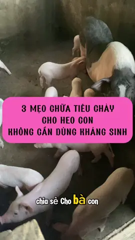 3 MẸO CHỮA TIÊU CHẢY CHO HEO CON KHÔNG CẦN DÙNG KHÁNG SINH #huyenchannuoi #bigking #chanuoiheo #meochannuoi 