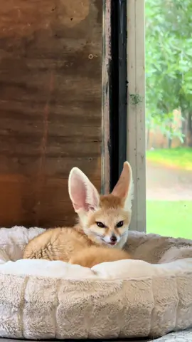 🥹 he’s the best. #foryoupage 