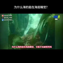 为什么海豹能在海底睡觉？ #世界之最 #世界上 #海豹 #新知识 #点赞👍🏻➕关注✅➕分享⤴️➕评论🌿 