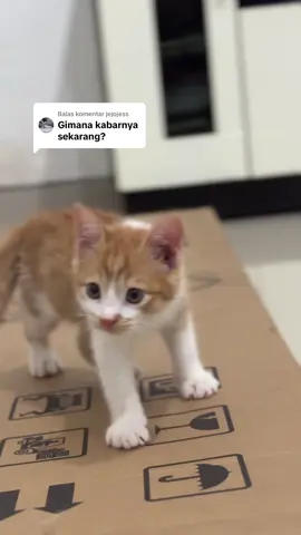 Membalas @jejojess nih anaknya kak😂 aktif banget dia