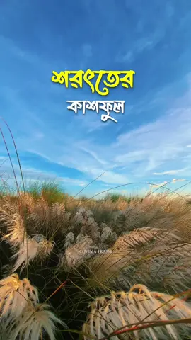 শরৎতের  কাশফুলের আগমন...!   #foryou #viral #কাশফুল #tiktok #tiktokofficial 