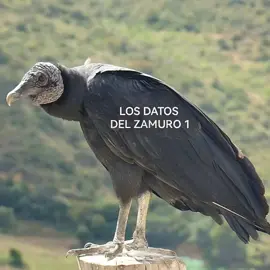 #losdatosdelzamuro1 FAVORITOS EN PICO E ZAMURO LA RINCONADA Dale me gusta y sigueme 