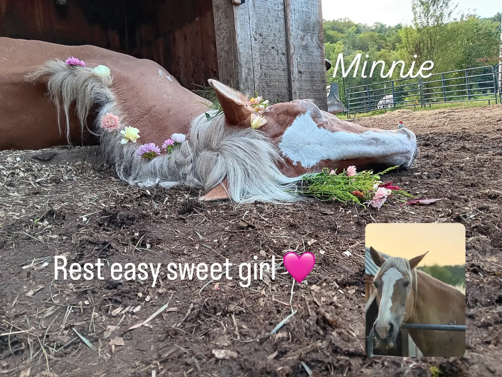 Not the update I wanted to give 💔  Minnie girl 🫶🏼 from the day we rescued you, you touched every heart with a gentle spirit and a quiet strength that words can barely capture. Though your poor body was broken down starved and covered in old scars, you were a constant reminder of strength, resilience and grace.  You carried a story of survival, love, and hope.  You overcame challenges that no animal should ever face, yet still greeted us with kindness, found joy in feeding time, belly scratches and your mini mules, and still trusted despite the hardships of your past. You were so loved by so many 🩷 we know you’re at peace now and can finally rest 🫶🏼 Rest easy, sweet girl.  You will forever hold a piece of our hearts. 🕊️🩷 #horserescue #horsesoftiktok 