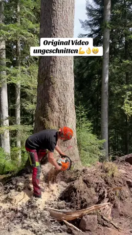 Schwarzwald,holzfäller##holzernte😍🌲😍##stihlpower##starkholz##holzfällerextrem##schwarzwald
