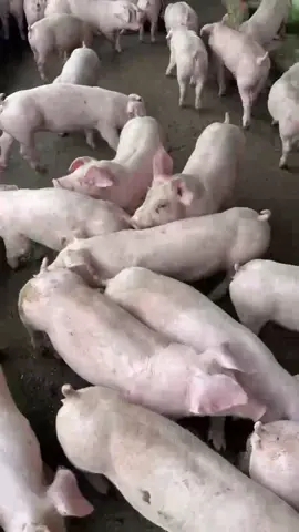 3m biểu to đang đợi chủ mới ạ #🥰🥰🥰 #chănnuôi #lơngiong #nuoiheo ##haubi 