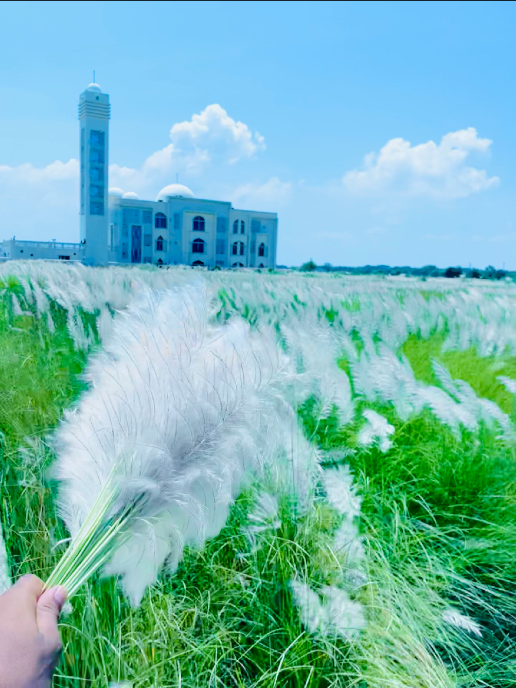 (তুমি চাঁদের).. ☺️😇এই জায়গাটা হচ্ছে ব্রাহ্মণবাড়িয়া ছয় বাড়িয়া কাশফুল বাগান সবাই আসবেন😇##sakibohasa383 