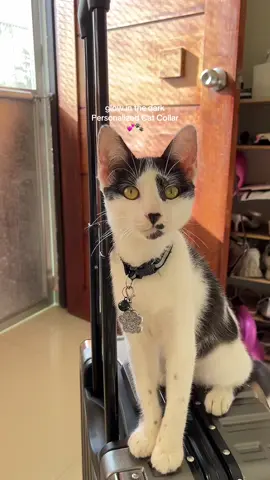 tawagan mo ko anak pag nawala ka ha 🥹😆 #catcollar #dogcollar #catname #petcollar 
