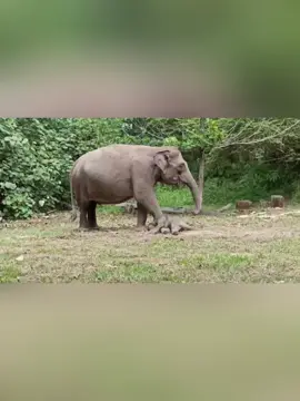Dari langkah pertama yang gemetar, hingga tingkah manja ke Mama Ria… Si kecil usil ini hadir ke dunia membawa tawa dan  bahagia. Teruslah tumbuh, Domang. Kami bahagia mengikuti perkembanganmu. 🤗🐘