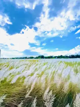 হুম ১০০ % #fyp #creatorsearchinsights #CapCut #video 