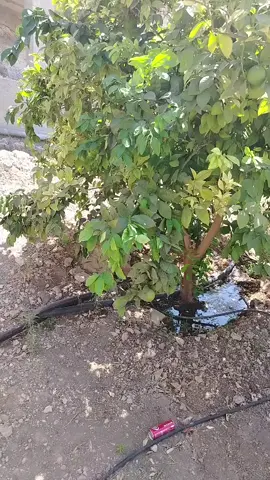 #نزلن_على_البستان #😍😍😍😍 