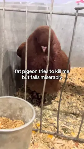 jokes aside i feel bad for the pigeons and this one i harassed #creatorsearchinsights #pigeon #fyp #bird #funny 