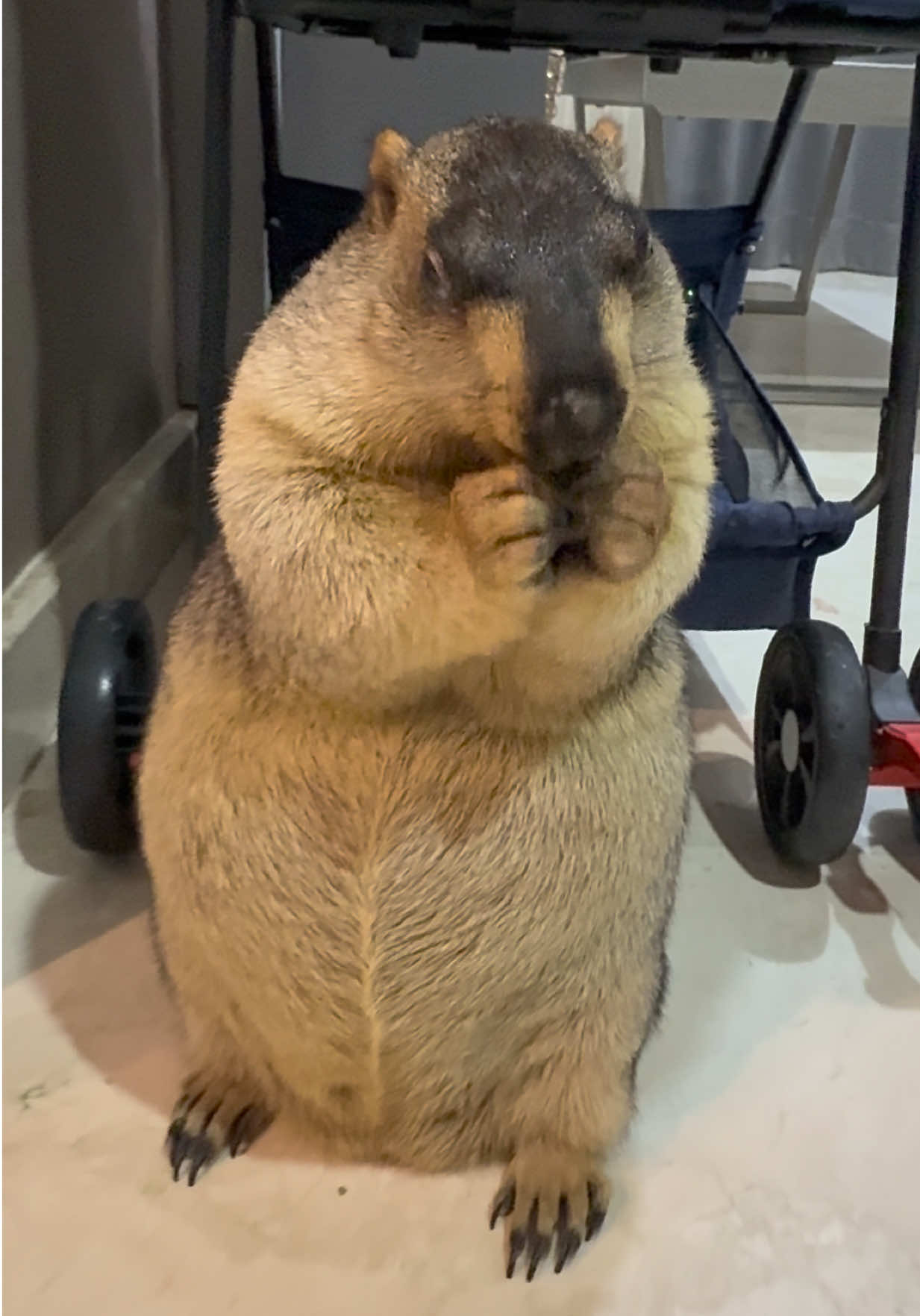 Nata’s snack time 🥰 #marmot #groundhog #fyp #groundhogdiindonesia #marmota 