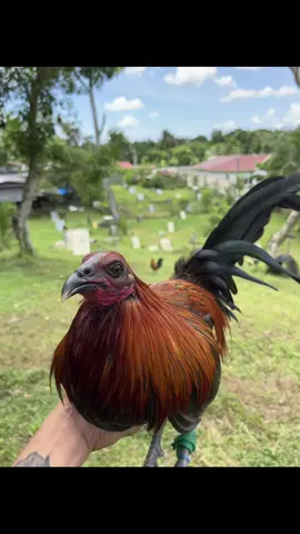 pogi mo boss❤️‍🔥👌#fyp #batangsabungero #fyppppppppppppppppppppppp 