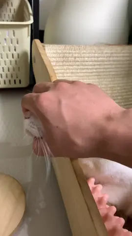 ##cat #LanguageLearning #catsoftiktok #catcontent 