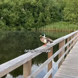 hadi yine iyisiniz birazda yüzünüz gülsün 