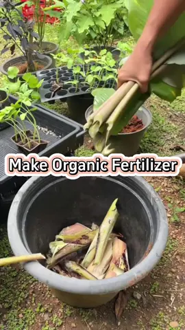 Make organic fertilizer. #gardentok #gardening101 #planting #planttips #PlantLover 