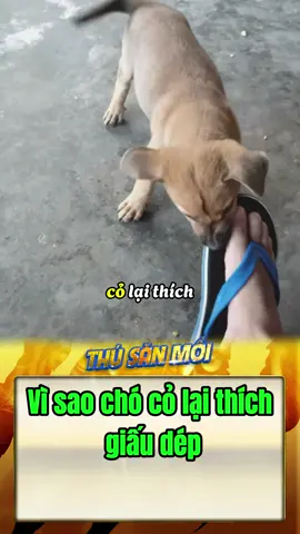 Vì sao chó cỏ lại thích giấu dép #thegioidongvat #animals #kienthuc #choco #dog