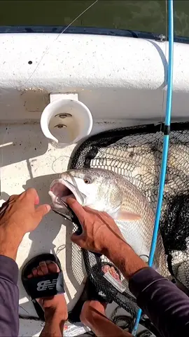 Had to cut it! #fishtok #fishing #redfish 