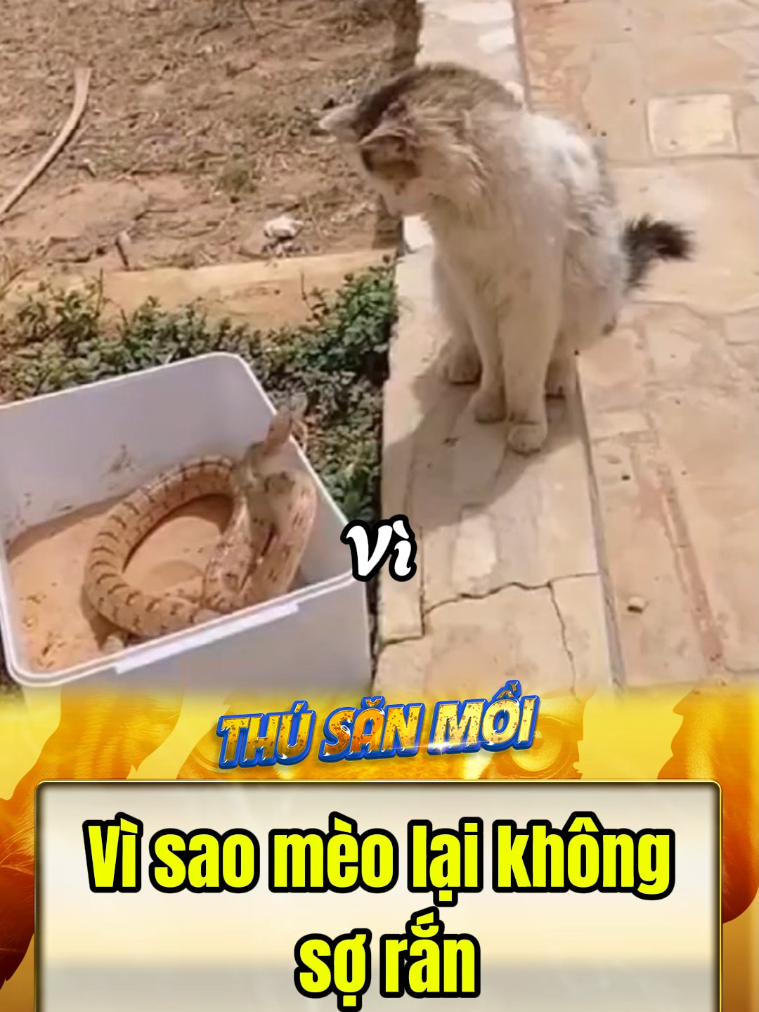Vì sao mèo lại không sợ rắn #dongvat #animals #meo #cat #dongvatdethuong #dongvathaihuoc