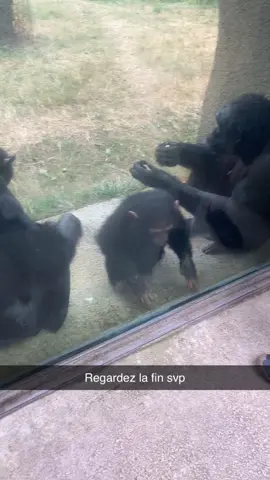 @zoodelapalmyre_off #singe #tropmignon #fyp #pourtoi #caca 