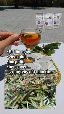 Cây dòi thân tím,cây bọ mắm..hỗ trợ các vde về phổi #caydoithantim #holaungay #laophoi #cobeanvat 