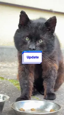 Update on Mystical Cat #cat #nature #latvia 