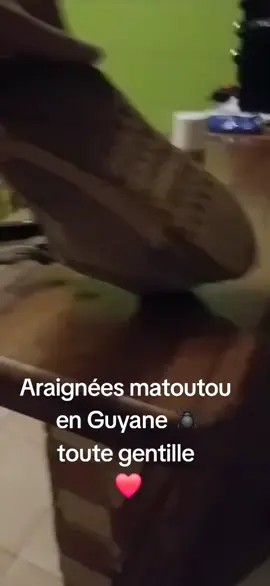 #guyanefrancaise🇬🇫 #araignees #laguyane🇬🇫🇬🇫 #nature #photo 