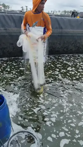 Heboh! Udang Indonesia Ditarik Balik karena Radioaktif Cesium-137 #UdangIndonesia #EksporUdang #Radioaktif #Cesium137 #BeritaTerbaru 