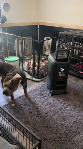 I found a cheat code 😂😂😂 #fyp #viral #royalpupfamily👑 #roddyrodd89 