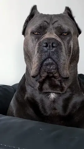 #ermincosic #canecorso #thebest #foryou #videoviral 
