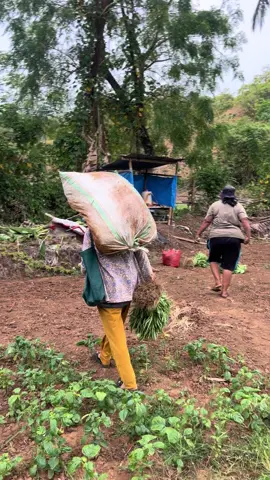 Masya allah wanita hebat pejuang ketahanan pangan keluarga ✌️🥰 kalau ditempat kalian ngimana ???? #ceritpenyuluh #penyuluhkonten #kwt #fypage 