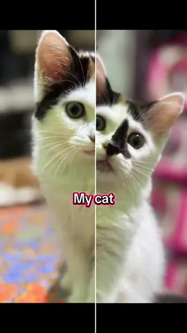 #my cat