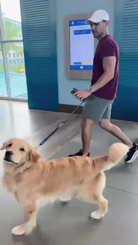 Walking past my dog to see if he recognizes me ❤️🤩 #goldenretriever #dogtiktok #usa🇺🇸tiktok #goldenpuppy #funnydogs 