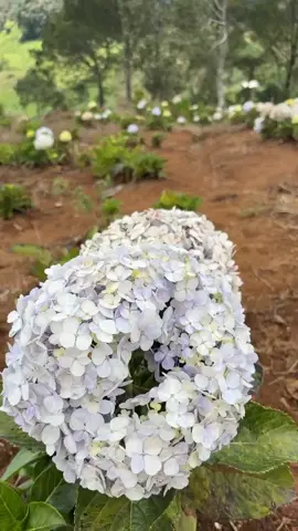 best view gunung luhur 😍 #gunungluhur #gunungluhursukamakmurbogor #sukamakmur #gunung #puncakluhur 