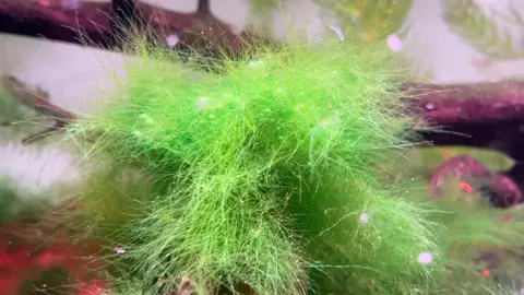 #chanamaru lười vệ sinh qá, nhìn hoang dã thật á chứ 