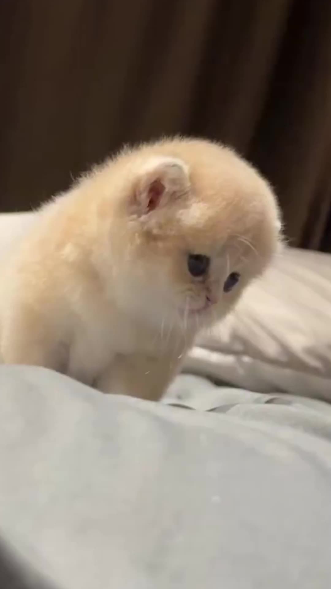 Golden British Shorthair Kitten Masterclass in Biscuit-Making! 🐾💛 #FelineBehaviorScience #PremiumPetCare #OrthopedicPetProducts #BritishShorthairLovers #CatKneadingTherapy #VeterinaryApproved #LuxuryPetEssentials #FelineWellnessResearch #BiscuitMakingCats #EthicalPetParenting #SmartCatOwners #CatPhysiology #GoldenFelineGenetics #HybridComfortDesign #PetProductEngineering #AnimalEnrichment #FelineStressManagement #PetTechInnovation #ZoologyInDailyLife #CatLuxuryLiving