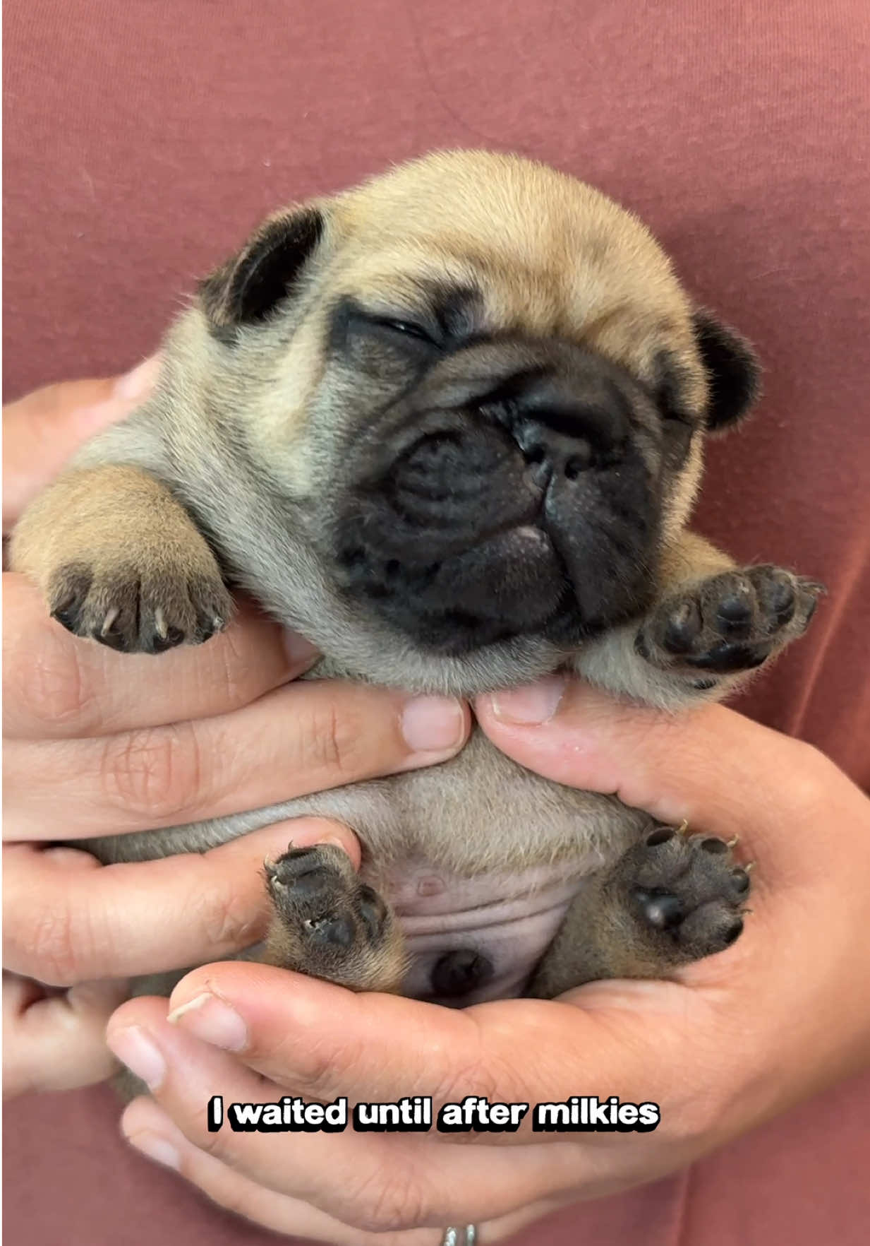 Replying to @pugloaf when you’re shaped like potatoes the ONLY things that fit are… Guinea Pig outfits?! #dog #puppy #dogsoftiktok #fypツ 