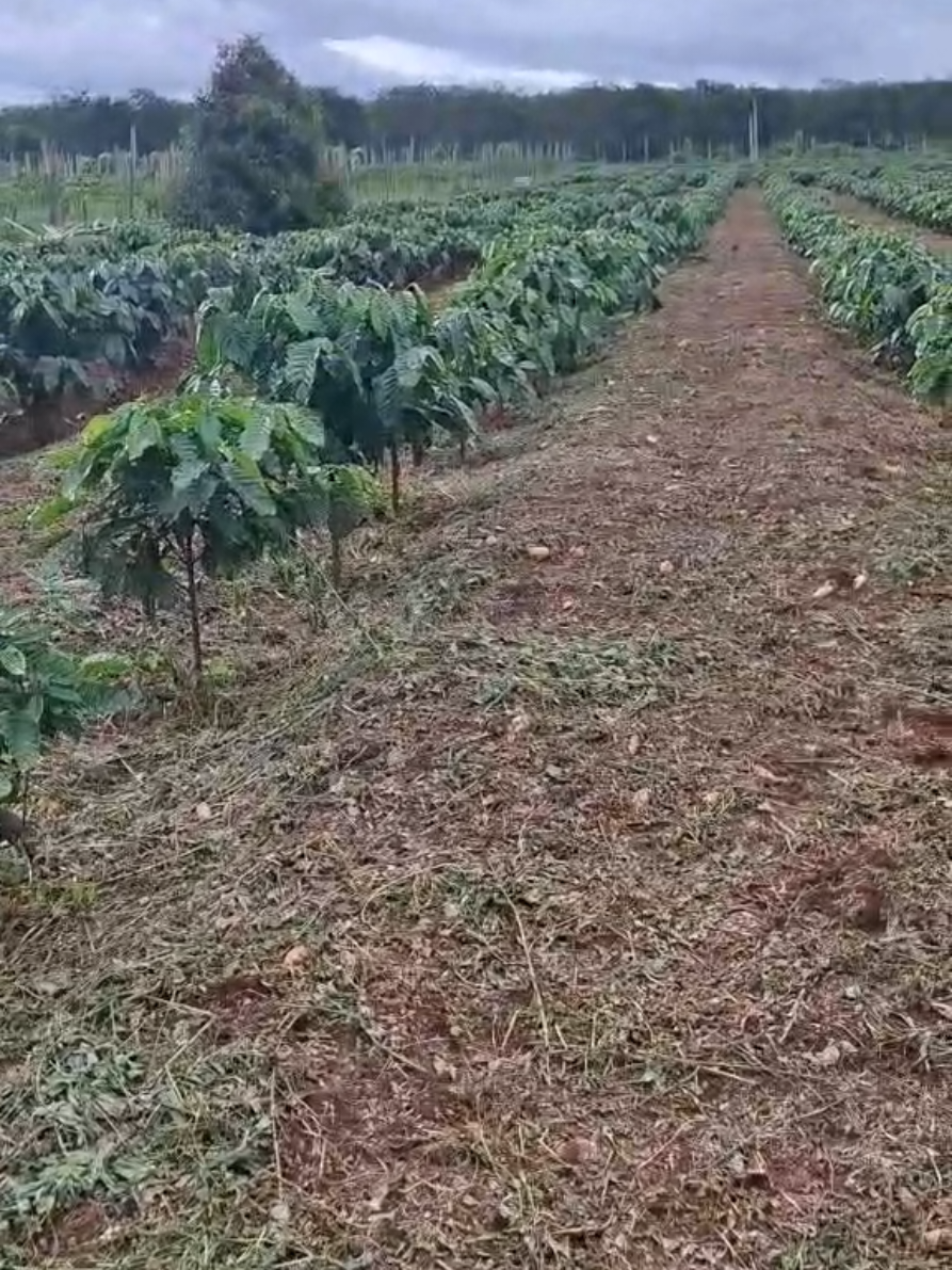 cà tốt như này có nên trồng thêm chanh dây vào không ạ