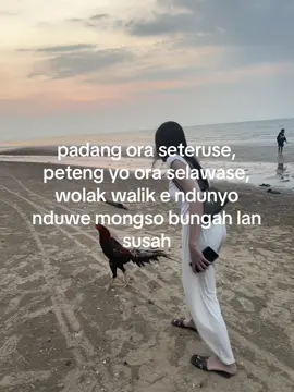adem ayem #peternakmuda #fyp24jam #ayambangkokekorlidiindonesia #pesonaekorlidiindonesia #ayambangkoksuper 