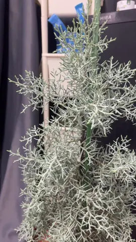 ค่อยๆๆเติบโตไปด้วยกันน่ะ🌲#ต้นสนบลูไอซ์ญี่ปุ่น #ความสวยความงาม #ต้นไม้ #สวยงาม 