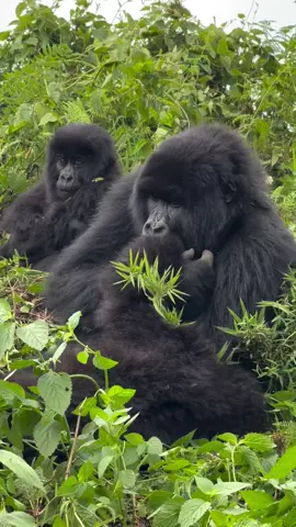 Gorilla trekking  For booking or inquiries  Email: info@kisembosimbauganda.com What’s app: +256773286136 www.kisembosimbauganda.com Video credit @homannsafrica #askmeaboutuganda #visituganda #creatingmemories #travelphotography #bwindiimpenetrableforest        