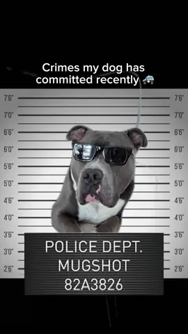 My dog’s recent crimes #dog #dogs #americanbully 