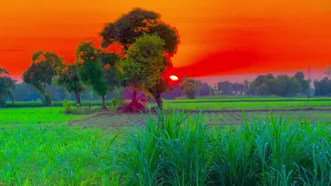 #میرا_سہنا_پنڈ_ساندہ_چستانہ_ظلع_قصور😇🌺🌴🌱🌾🎋 #fypシ゚viral #shahzaibvlog #dontunderreviewmyvideo #unfreezemyacount 