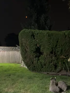 Sweet Teet and Mister adoring the red moon